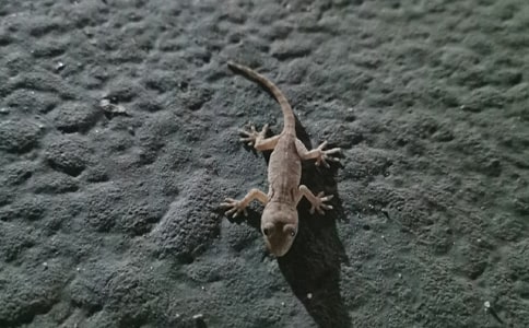 ^ڻ
