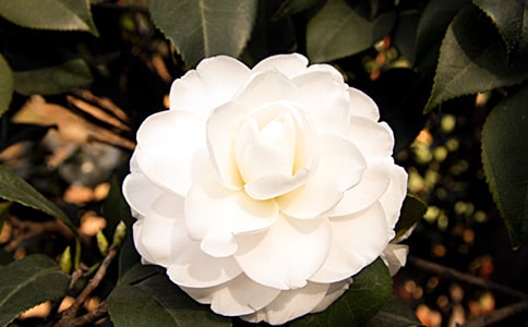 茑ɽ軨ă(yu)ģx3ƪ