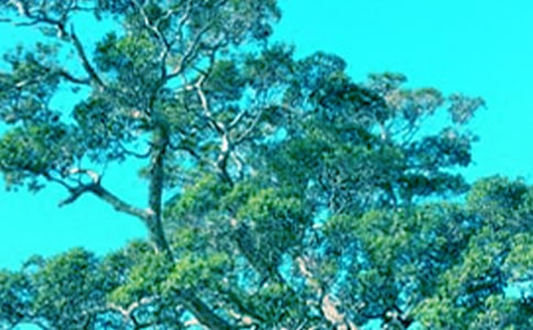 һw