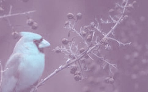 (dng)ֲĆʾ