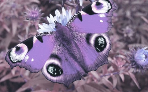 ^(dng)ֲӛ