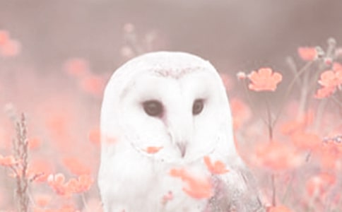 ̰˼Ʒ (i)o(h)(dng)ֲ̌W(xu)O(sh)Ӌ(j)