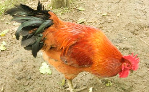 öСuģͨ27ƪ
