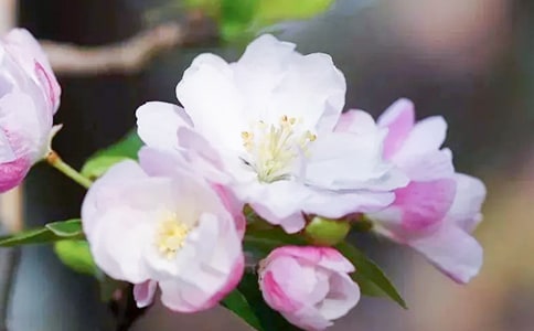 ĵ