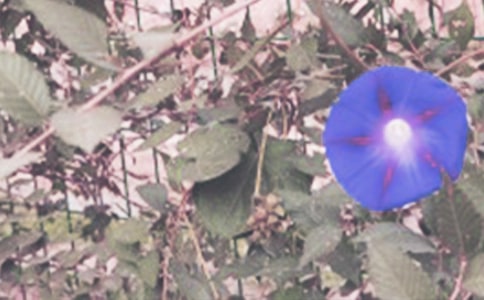 ţ
