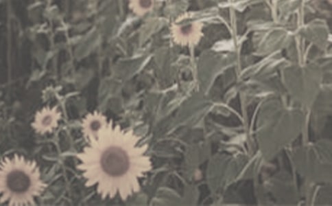 ̫(yng)СW(xu)