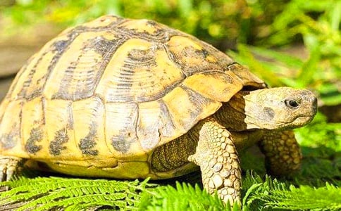 ąRƪ