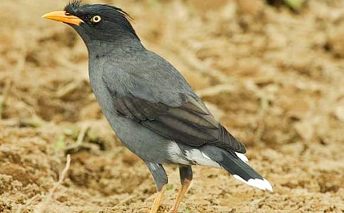 fq600
