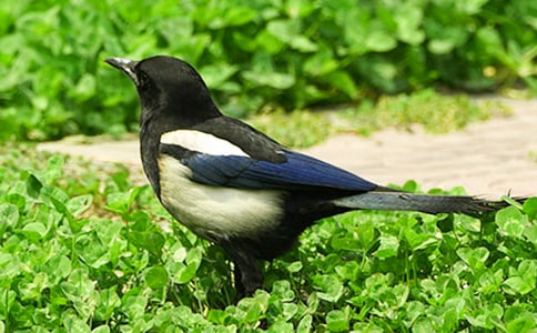 еϲo