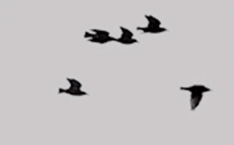 ԸֻСB