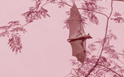 12ƪ